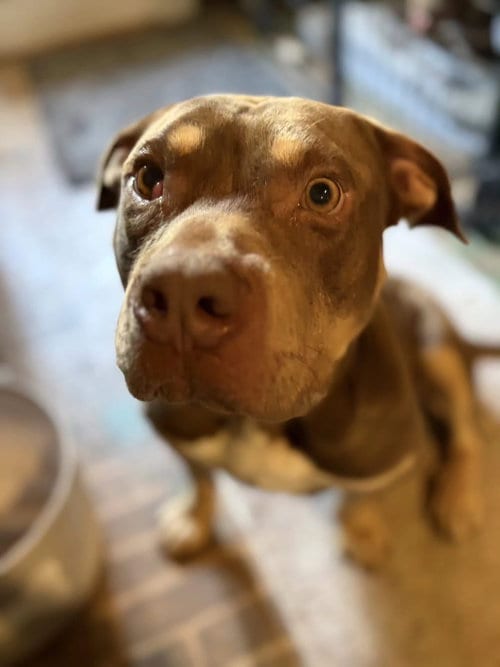 Photo of Brownie, adoptable American Staffordshire Terrier in San Diego, California