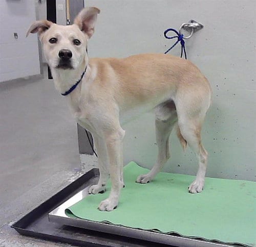 Photo of Arlo, adoptable Labrador Retriever in Houston, Texas
