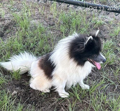 Photo of Aspen, adoptable Pomeranian in Ocala, Florida