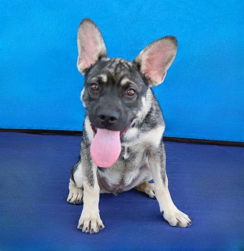 Photo of Schnitzel, adoptable German Shepherd Dog in Baldwin Park, California