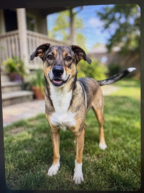 Photo of Sassy Sadie, adoptable German Shepherd Dog in Sussex, New Jersey