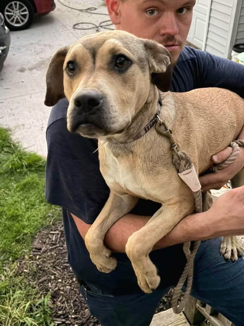 Photo of Adam, adoptable Terrier in Dorr, Michigan