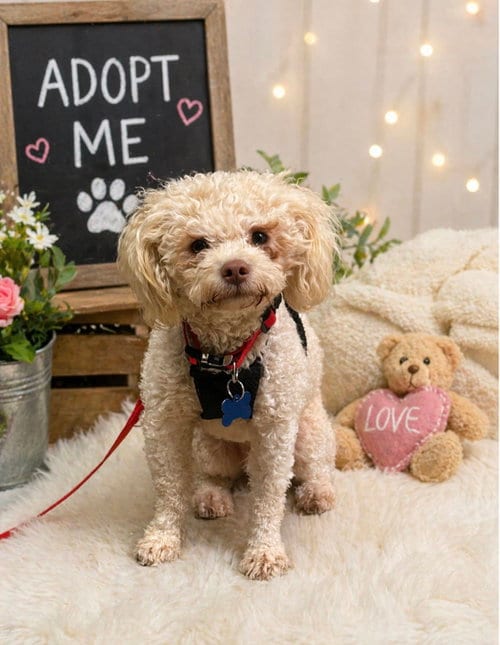 Photo of Moe, adoptable Poodle (Miniature) in Pipe Creek, Texas