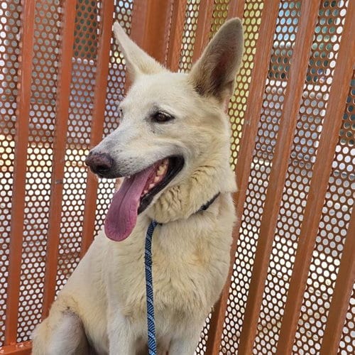 Photo of Celia Mae, adoptable German Shepherd Dog in Las Vegas, Nevada