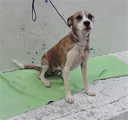 Photo of Sally Ride, adoptable Staffordshire Bull Terrier in Houston, Texas