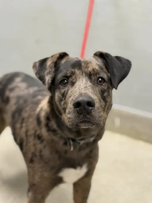 Photo of Johnny Cash, adoptable Labrador Retriever in Las Vegas, Nevada