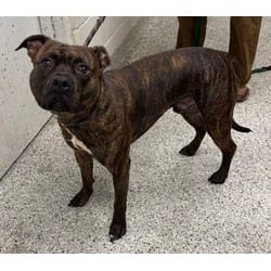 Photo of Kane, adoptable American Pit Bull Terrier in Kansas City, Missouri