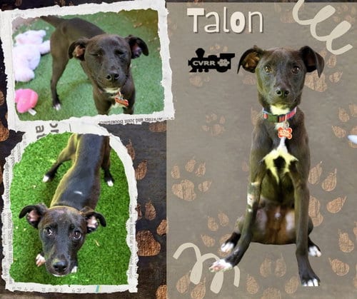 Photo of Talon, adoptable Chihuahua in Lindsay, California
