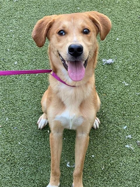 Photo of Glynn, adoptable German Shepherd Dog in Fayetteville, North Carolina