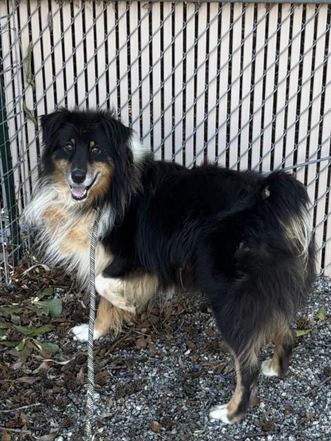 Photo of BO, adoptable Australian Shepherd in Palmetto, Florida