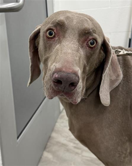 Photo of Arlo, adoptable Weimaraner in Canfield, Ohio