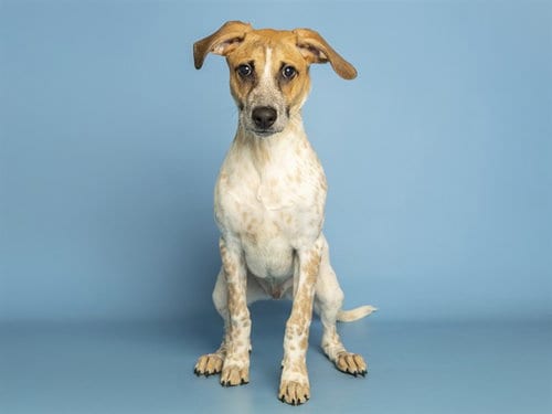 Photo of Jasper, adoptable Australian Cattle Dog/Blue Heeler in Phoenix, Arizona