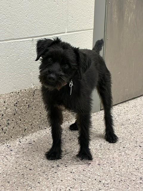 Photo of Hatake, adoptable Miniature Schnauzer in Brighton, Colorado