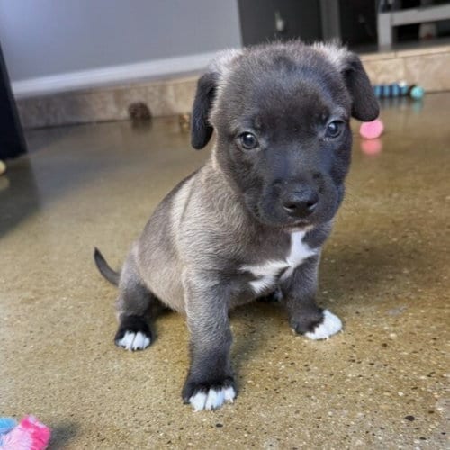 Photo of Simba, adoptable Pit Bull Terrier in Camarillo, California