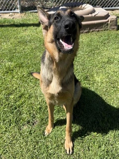 Photo of Dolly, adoptable German Shepherd Dog in San Bernardino, California