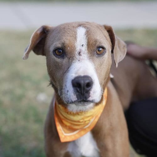 Photo of Blaze, adoptable American Staffordshire Terrier in San Antonio, Texas