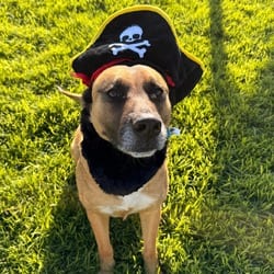 Photo of Bubz, adoptable Labrador Retriever German Shepherd Dog in Santa Maria, California
