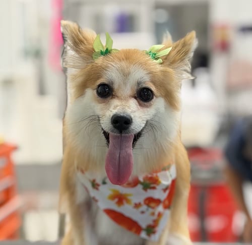 Photo of Fiona, adoptable Pomeranian in Brooklyn, New York