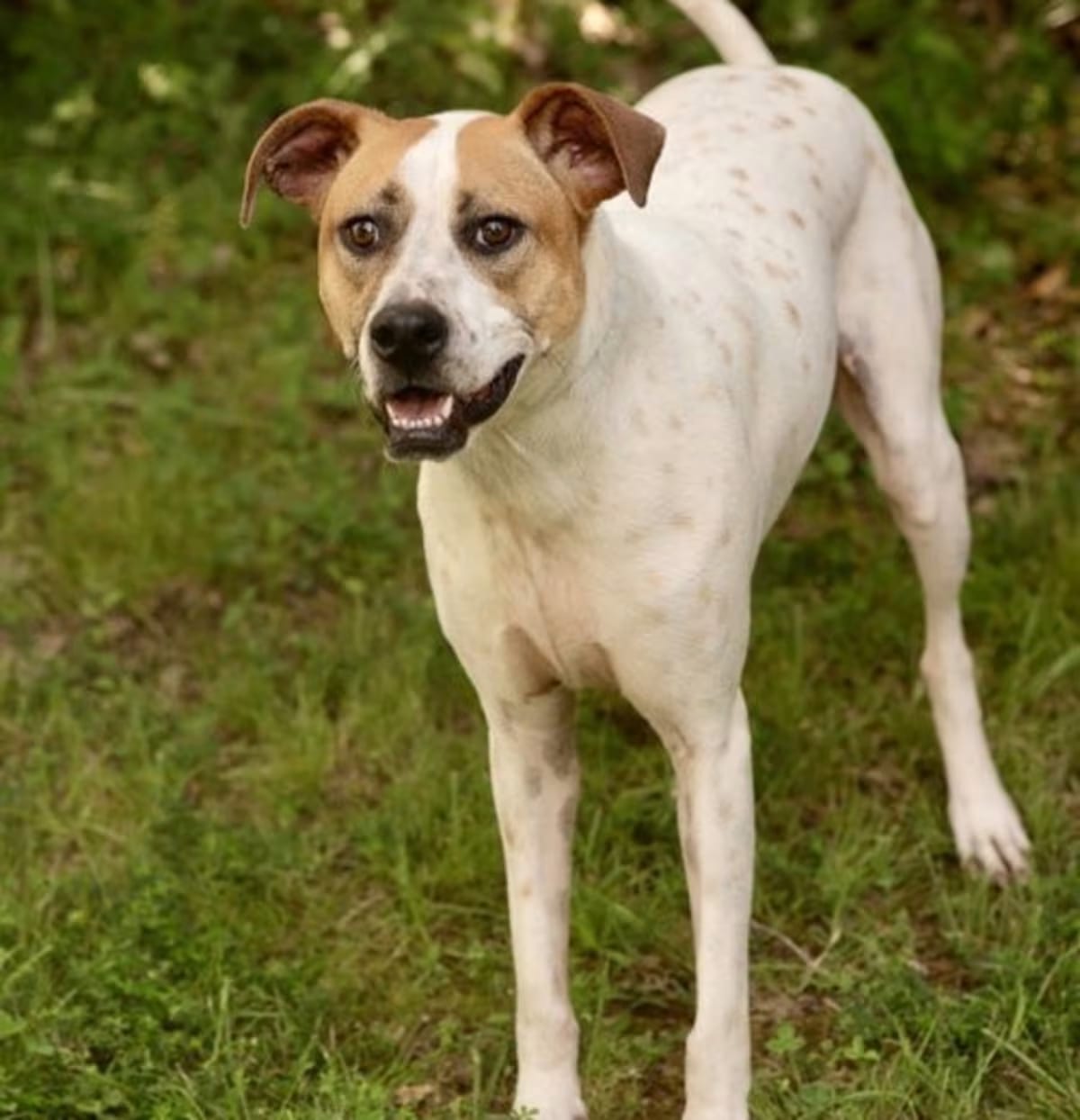 Photo of Violet, adoptable English Pointer in Branford, Connecticut