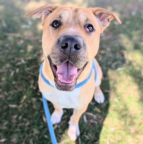 Photo of Ruger, adoptable Chinese Shar-Pei in Mesa, Arizona