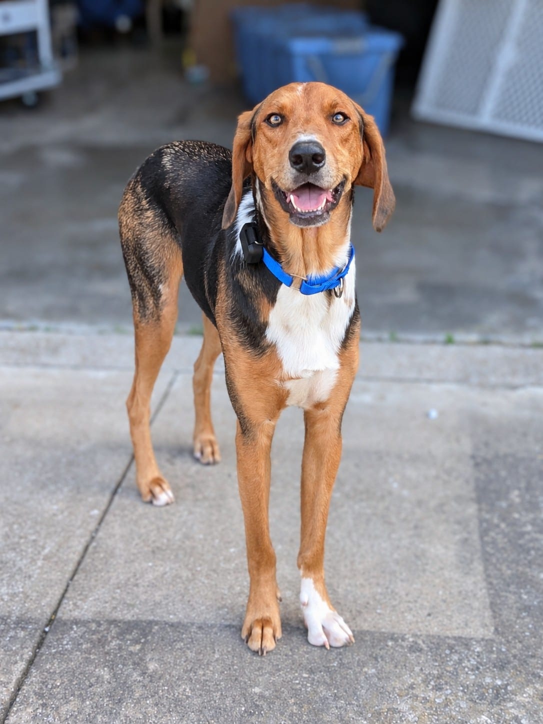 Photo of Chipmunk, adoptable Bloodhound / Australian Shepherd in Tulsa, Oklahoma
