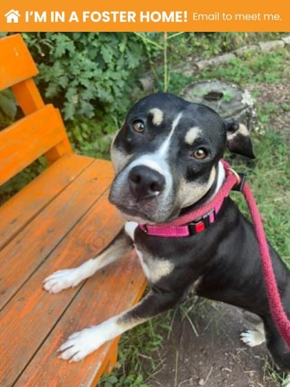 Photo of Sea Otter, adoptable dog in Baltimore, Maryland