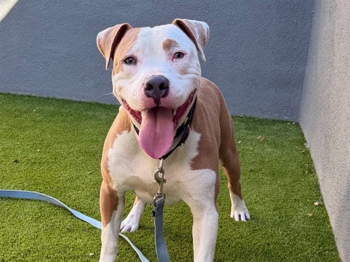 Photo of Mark, adoptable Pit Bull Terrier in Martinez, California