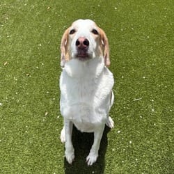 Photo of Frosty 8301, adoptable Hound (Unknown Type) Mixed Breed (Medium) in Loxahatchee, Florida