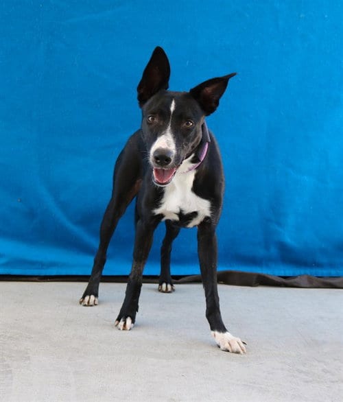Photo of June, adoptable Australian Kelpie in Baldwin Park, California