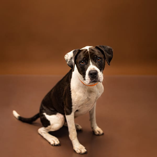 Photo of Bone, adoptable Pit Bull cross in Lawrenceville, Georgia