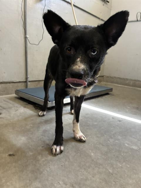 Photo of Poe, adoptable Australian Kelpie in Camarillo, California