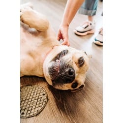 Photo of Jenny, adoptable Mixed Breed (Medium) in New Castle, Delaware