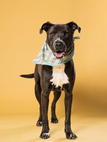 Photo of Turtle, adoptable dog in Atlanta, Georgia
