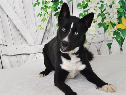 Photo of Blue Shadow, adoptable Australian Cattle Dog/Blue Heeler in Oroville, California