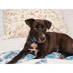 Photo of Parker, adoptable Labrador Retriever in Medfield, Massachusetts