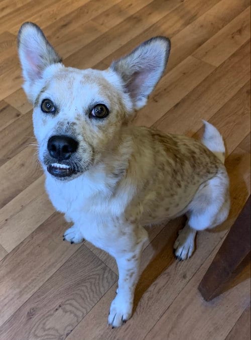 Photo of Heiflee, adoptable Red Heeler in Harrison, Arkansas