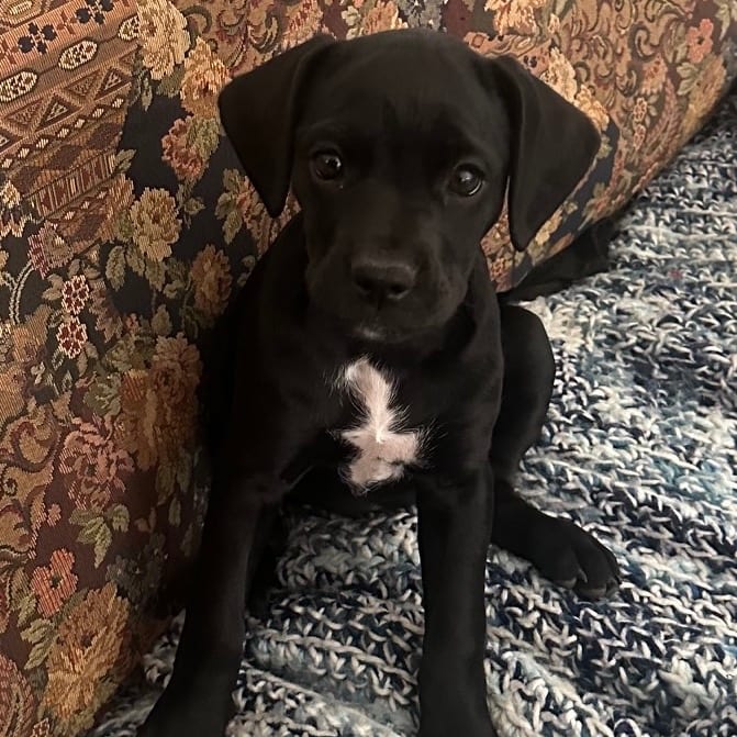 Photo of Tambourine, adoptable Retriever, Black Labrador / Terrier in Potomac, Maryland
