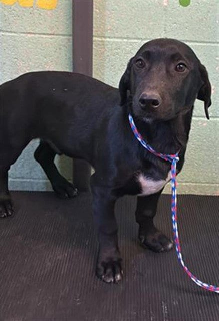 Photo of Pup 3, adoptable Miniature Schnauzer in Sacramento, California