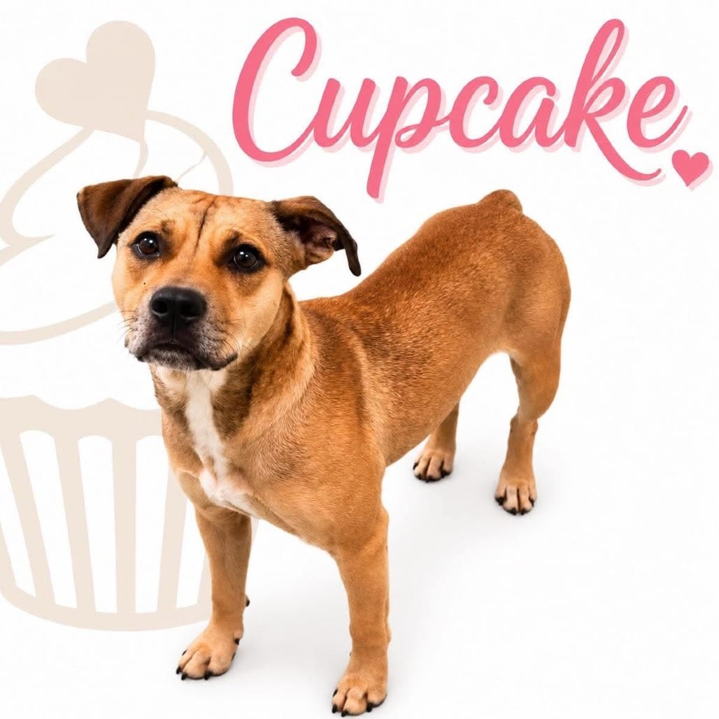 Photo of Cupcake, adoptable Mixed Breed (Medium)