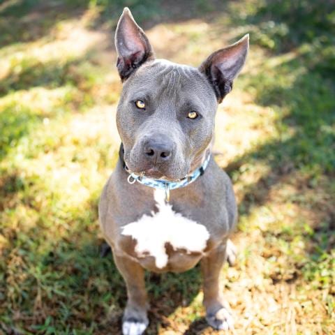 Photo of Grayson, adoptable Pit Bull Terrier in Camarillo, California
