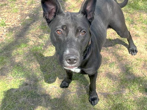 Photo of Viola, adoptable Pit Bull Terrier in Waco, Texas