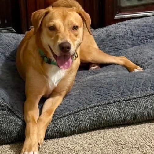 Photo of Sandy, adoptable Retriever, Labrador / Mix in Oklahoma-based; Northeast placements, Oklahoma