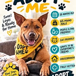 Photo of Jim, adoptable Mixed Breed (Large) in Roswell, Georgia