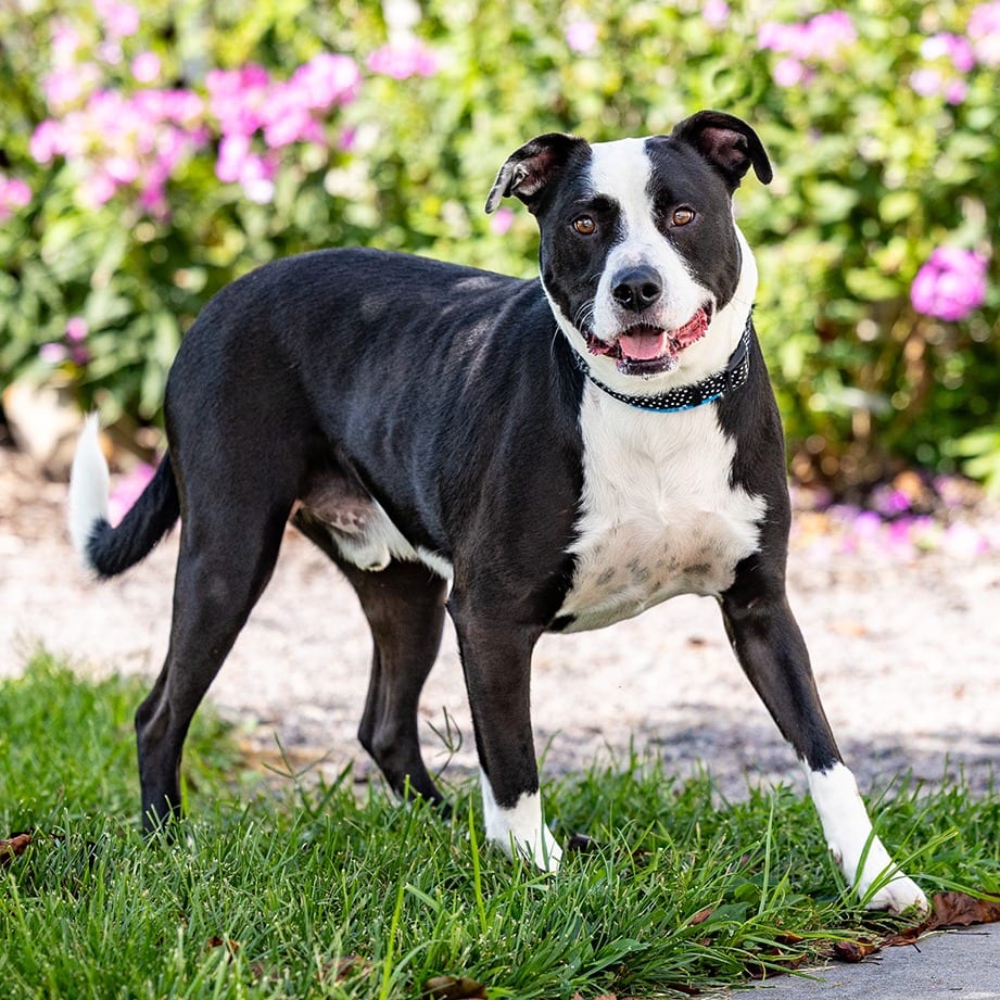 Photo of Mac, adoptable Retriever, Labrador / Terrier, American Pit Bull in Council Bluffs, Iowa