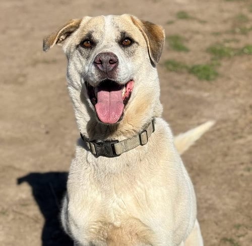 Photo of Jasper, adoptable Cattle Dog in Yreka, California