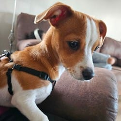 Photo of Alex, adoptable Chihuahua in Frederick, Maryland