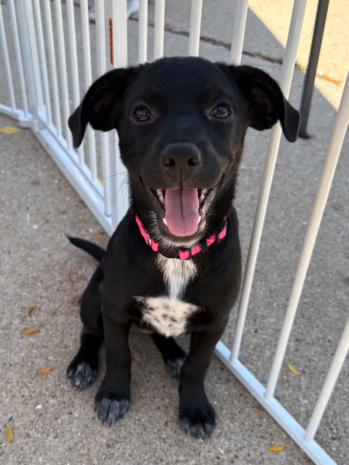 Photo of Britney, adoptable dog in Wisconsin