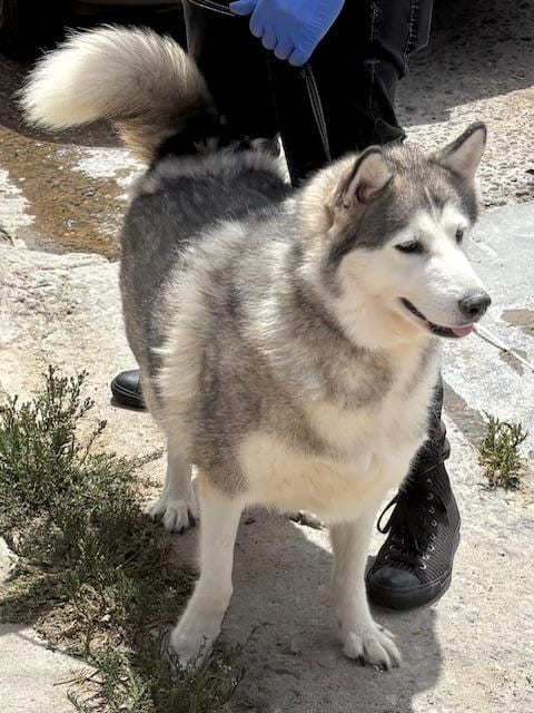 Photo of Emma, adoptable Alaskan Malamute in Fallbrook, California