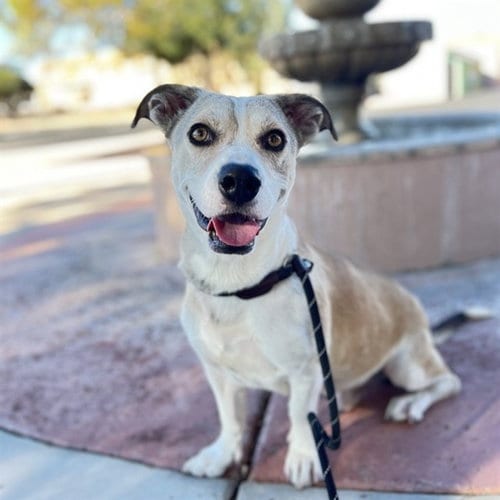 Photo of Forest, adoptable Basset Hound in Phoenix, Arizona