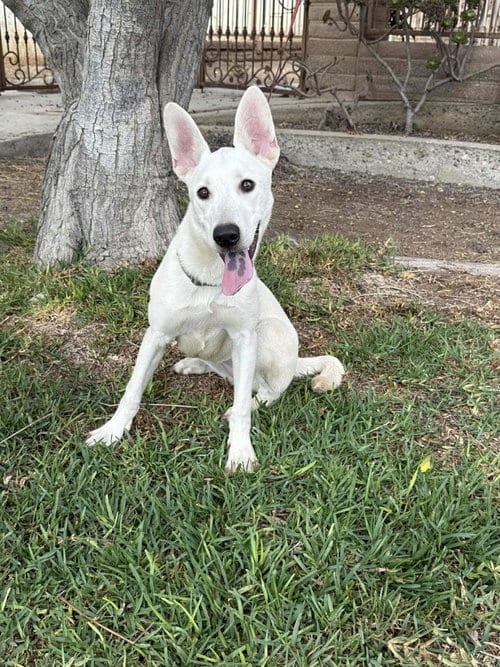 Photo of Godiva, adoptable Labrador Retriever in San Diego, California